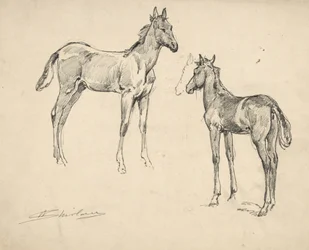 Studie von zwei Fohlen